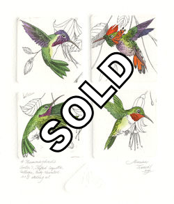 4 separate etchings of 4 hummingbird species