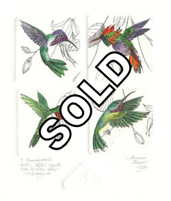 4 separate etchings of 4 hummingbird species