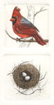 a diptych etchings of a male cardinal and a corresponding nest