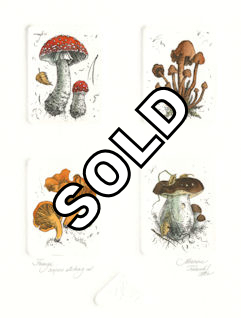 4 plate etching of different type of mushrooms