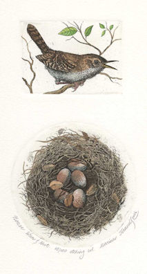 a two plate etching featuring a house wren and a nest