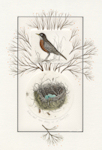 2 plate etching of a robin and nest