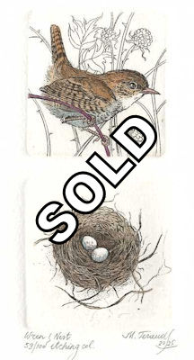 wren with its small nest