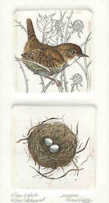 wren with its small nest