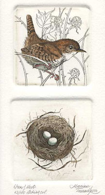 wren with its small nest