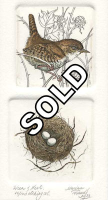 wren with its small nest
