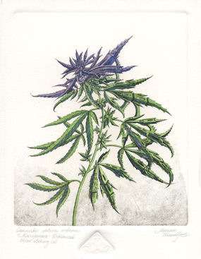etching of a marijuana plant that has become urbanized