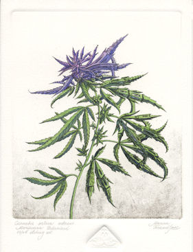 etching of a marijuana plant that has become urbanized