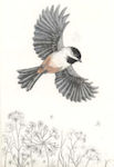 an etching of a black-capped chickadee flying over a patch of queen anne laces