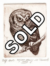 image of elf owl