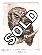 image of elf owl
