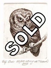 image of elf owl