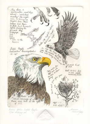 intaglio prints of field notes on the bald eagle