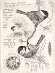 etchings of a black-capped chickadee
