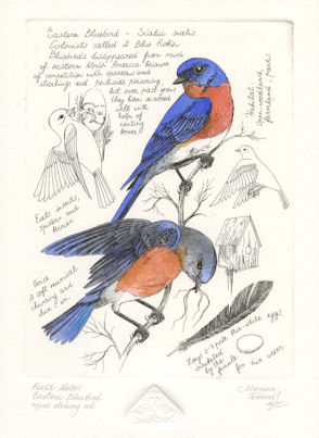 etchings  of eastern bluebirds with notes