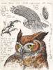 marina's notes and sketches about the great horned owl