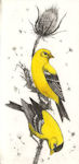 two goldfinches sitting on a stem of a seed pod