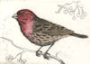 side profile of a house finch