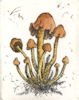 etching of a honey fungus