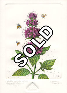 Fine art etching of a blooming peppermint plant that has become urbanized