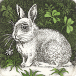 etching of a rabbit