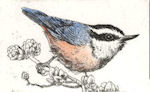 etching of red-breasted nuthatch