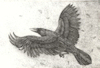 etching of the Thought raven (hugin in norse mythology)