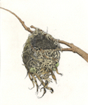 Etching of an warbling vireo nest